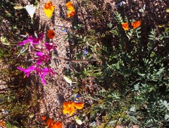 Pelargonium incrassatum