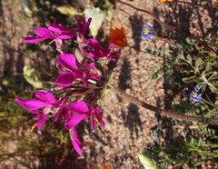 Pelargonium incrassatum