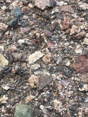 Pogonomyrmex huachucanus