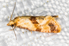 Cochylis parallelana