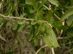 Acanthosyris spinescens