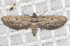 Hulstina wrightiaria