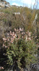 Thamnochortus acuminatus