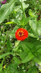 Zinniinae