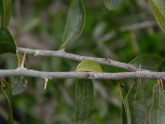 Acanthosyris spinescens