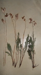 Thamnochortus acuminatus