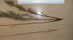 Thamnochortus acuminatus