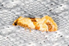 Cochylis parallelana