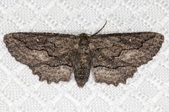 Aethaloida packardaria