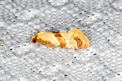 Cochylis parallelana