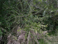 Acanthosyris spinescens