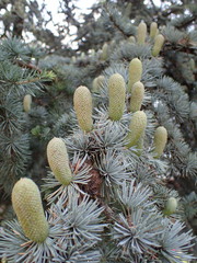 Cedrus