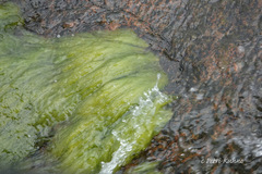 Cladophora glomerata