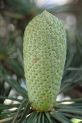 Cedrus