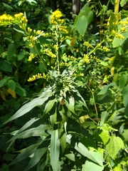 Rhopalomyia capitata