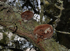 Fomitiporia hippophaeicola