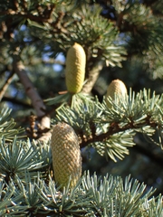 Cedrus