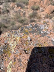 Dasymutilla pseudopappus