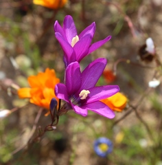 Ixia ramulosa