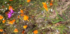 Ixia ramulosa