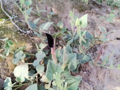 Aristolochia wrightii