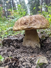 Boletus edulis grandedulis