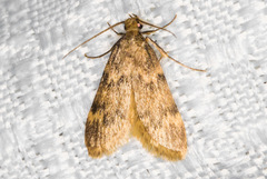 Aglossa cacamica