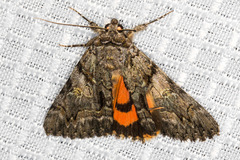 Catocala verrilliana