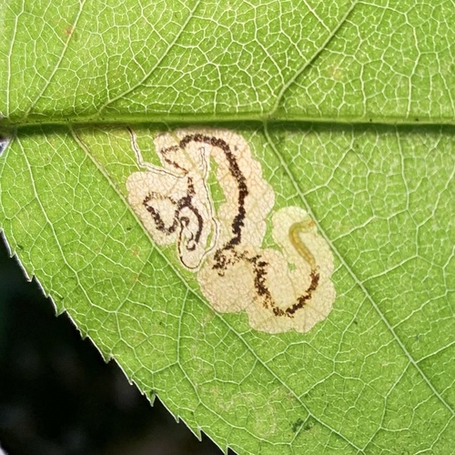 Slingerland's Plum Leafminer Moth