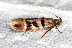 Pseudochelaria