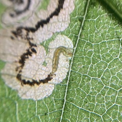 Stigmella slingerlandella