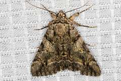 Catocala verrilliana