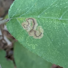 Stigmella slingerlandella