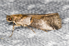 Acrobasis caliginella