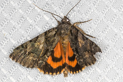 Catocala verrilliana