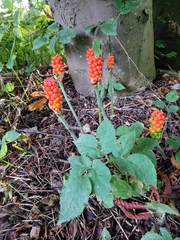 Arum cylindraceum