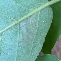 Stigmella slingerlandella