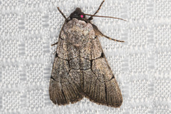 Sympistis ragani