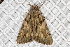 Catocala verrilliana