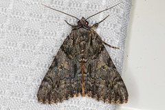 Catocala verrilliana