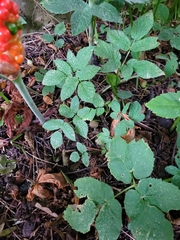 Arum cylindraceum