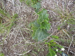 Lichtensteinia latifolia