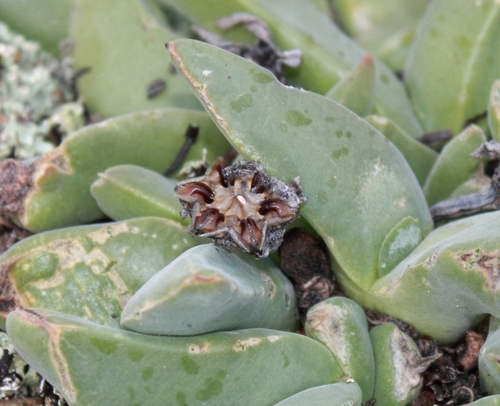 Mentocalyx velutina (L. Bolus) Schwantes 2