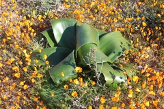 Brunsvigia bosmaniae