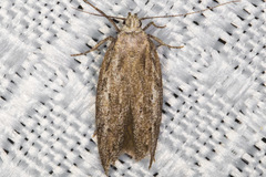 Coleotechnites invictella