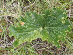 Lichtensteinia latifolia