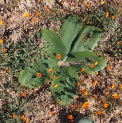 Brunsvigia bosmaniae