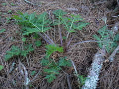 Lichtensteinia interrupta