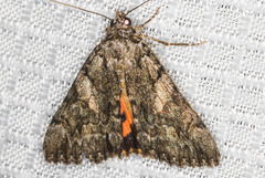 Catocala verrilliana