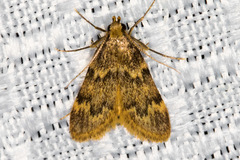 Aglossa acallalis